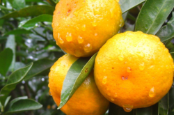鹅柑橘种植方法