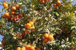 柑橘冬肥施肥时间和技术是什么