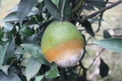柑橘疫腐病发病特点及防治措施
