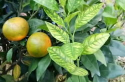 雨季柑橘施肥