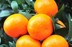 种植柑橘的必要性分析
