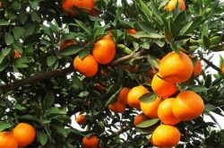 柑橘怎么用冲施肥