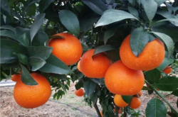 红美人柑橘种植与日常管理