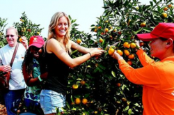美国加州柑橘种植技术
