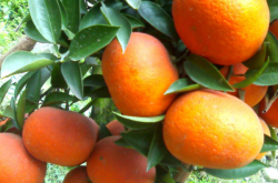 柑橘碎叶病特征