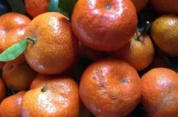 柑橘苗木施肥方法是什么