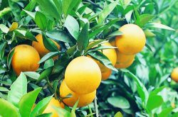 柑橘苗一般怎么选择