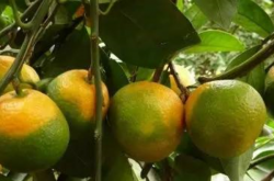 柑橘膨大期如何施肥