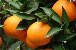 广西柑橘种植管理技术是什么