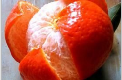 世纪红柑橘种植规范
