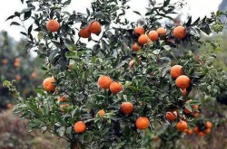 主干形柑橘的栽培