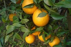 柑橘秋梢能剪吗