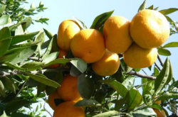 种植柑橘前景如何