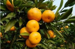 柑橘精准施肥怎么做?