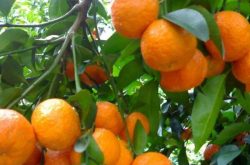 柑橘分类有哪些