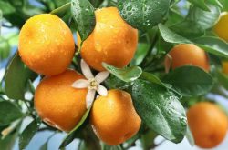 最严重的柑橘病害有几种？
