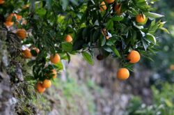 柑橘栽培技术之光照