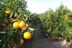柑橘溃疡病防治方法是什么