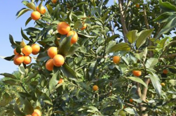 柑橘黄化脉明病的防治措施