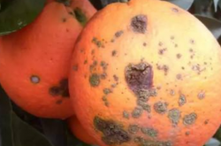 带有溃疡病的柑橘树可以种植吗