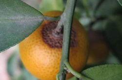 柑橘炭疽病用什么药