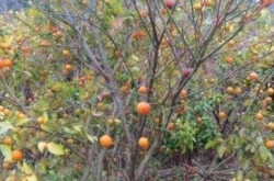柑橘树黄化落叶属于什么病