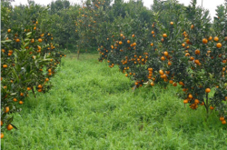 柑橘宽窄行种植技术？