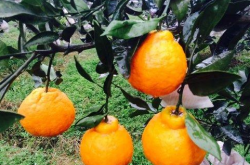 不知火柑橘施肥的种植技术？