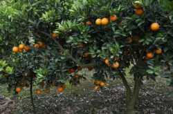 柑橘幼苗病虫害防治方法