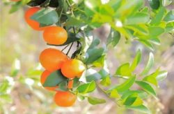 小柑橘树怎样施肥？