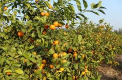 柑橘建园如何施肥