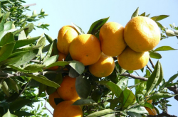 柑橘叶片的黄化