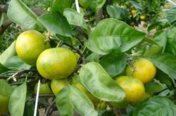 南丰柑橘施肥特点是什么