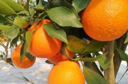 柑橘挂果多怎么施肥