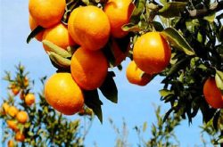柑橘树施肥技术