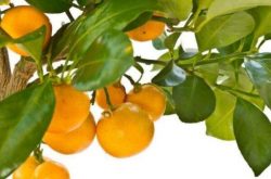 柑橘施肥技巧是什么