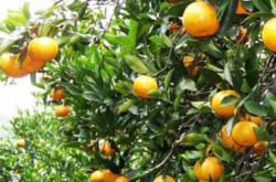 柑橘一年生苗水肥管理
