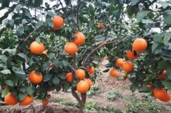 柑橘春季要施肥吗