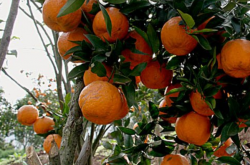 江苏可以种植什么柑橘