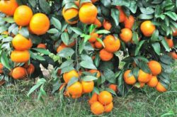 常见的柑橘品种有哪些？