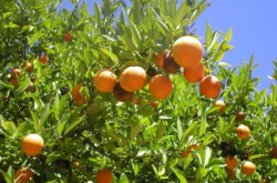 西班牙柑橘种植业特点