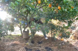 柑橘树什么时候可以施肥