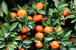 湖北柑橘种植技术