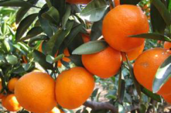 柑橘的认识与种植