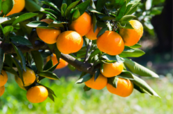 柑橘什么时候种植最佳