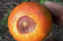 柑橘腐烂病病原是什么