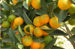 柑橘树的种植条件