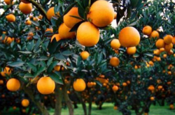 宜昌柑橘种植区位因素