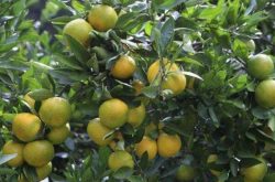 柑橘苗期病害有哪些