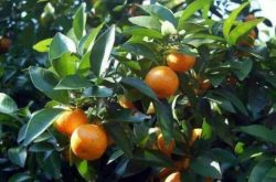 柑橘园冬季施肥方法是什么